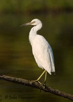 Immature Little Blue Heron