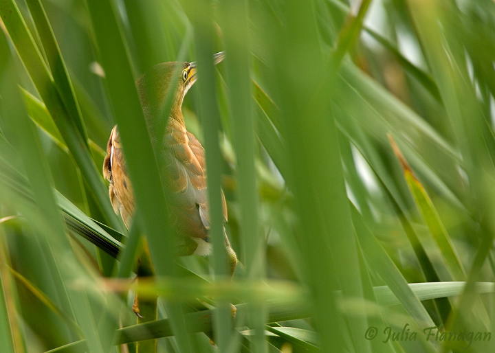 Least Bittern