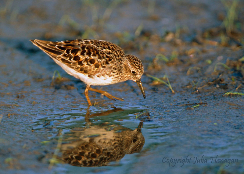 Least Sandpiper