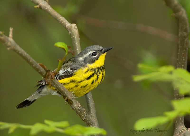Magnolia Warbler Female