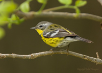 Magnolia Warbler Female