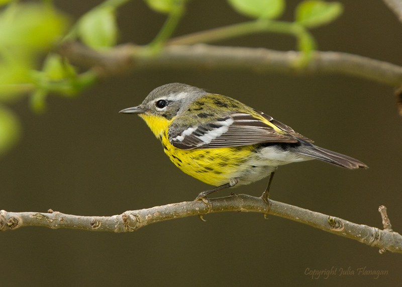 Magnolia Warbler