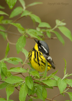 Magnolia Warbler Male