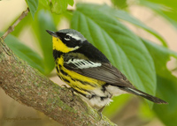Magnolia Warbler Male