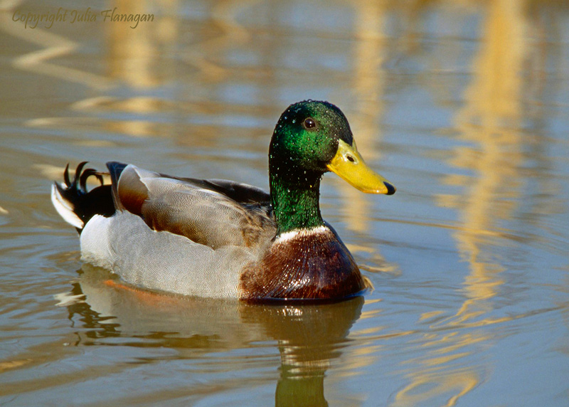 Mallard