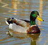 Mallard