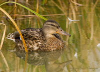 Juvenile Mallard