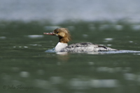 Common Merganser