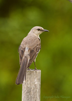 Northern Mockingbird