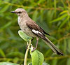 Northern Mockingbird