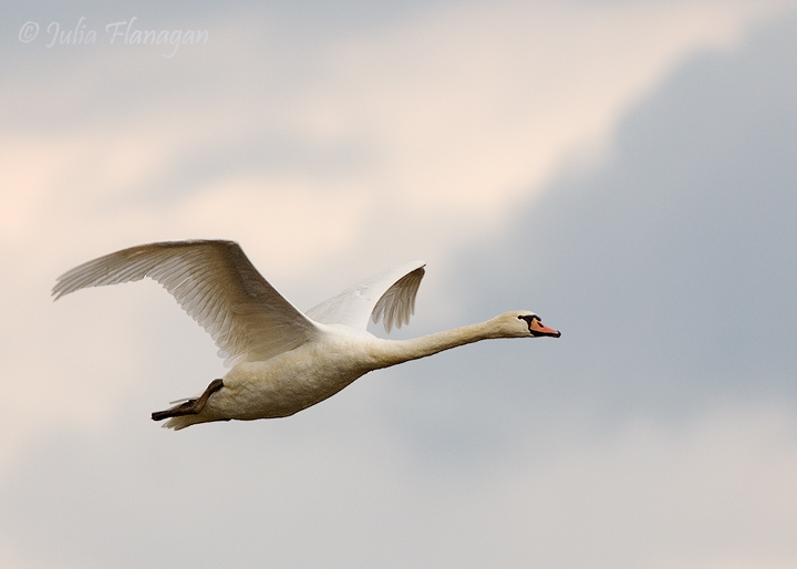 Mute Swan