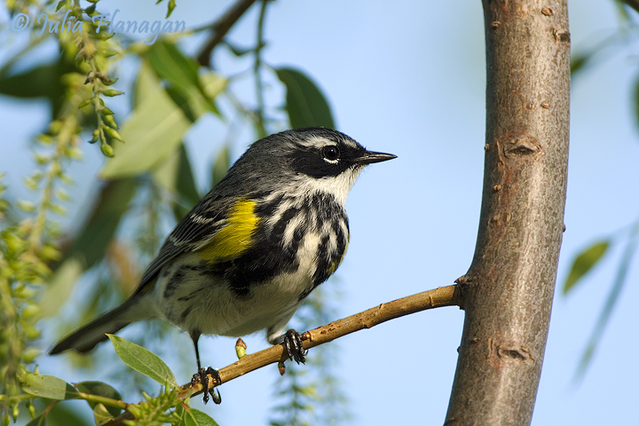 Yellow-rumped Warbler