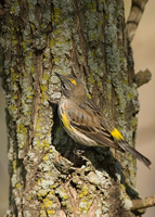 Yellow-rumped Warbler (female)