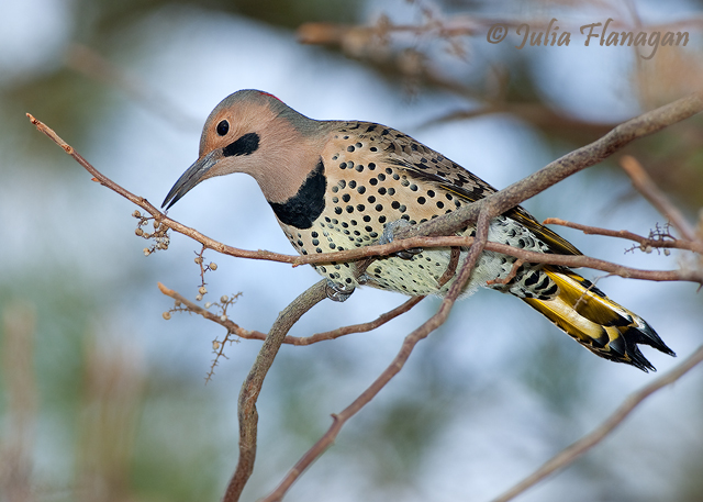 Northern Flicker