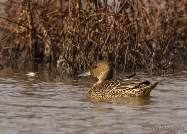 Female Northern Pintail