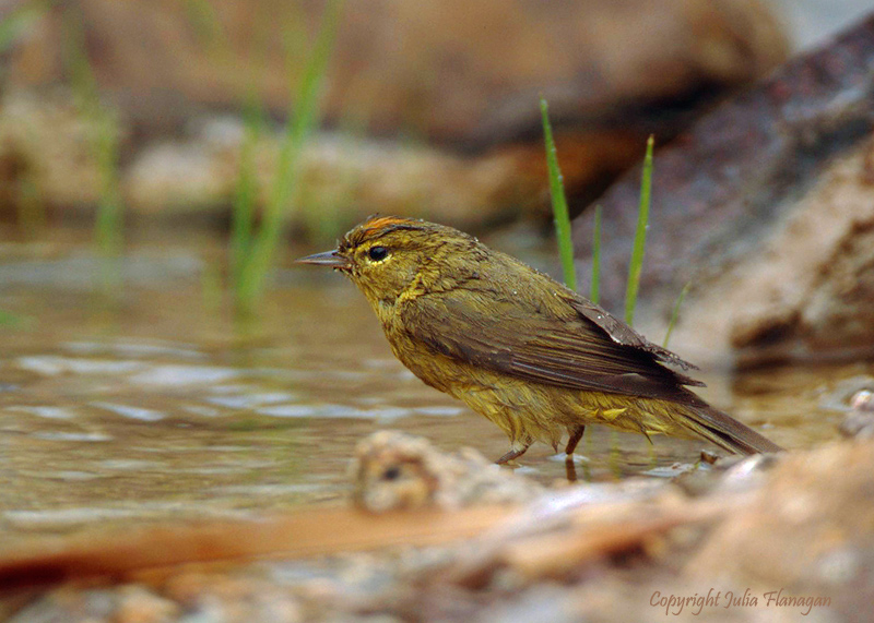 Orange-crowned Warbler