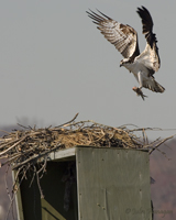 Osprey