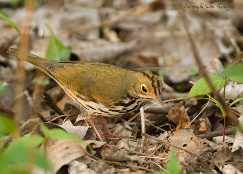 Ovenbird