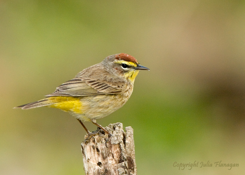 Palm Warbler