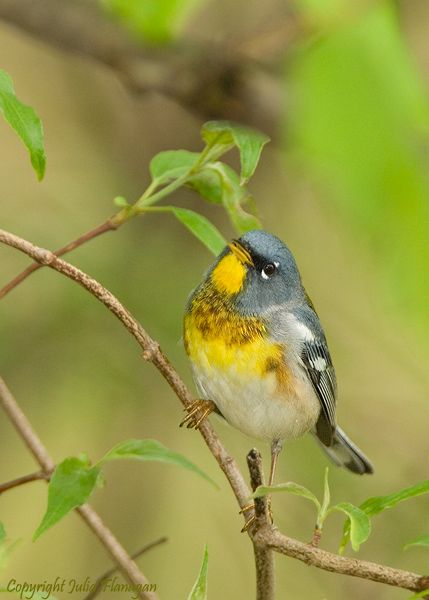 Northern Parula