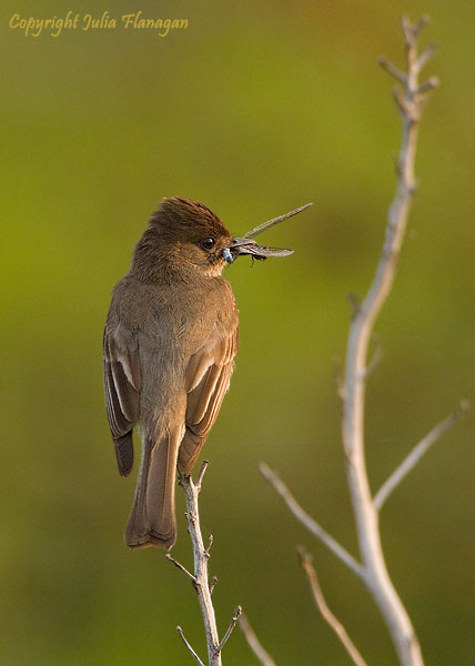 Eastern Phoebe