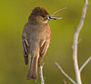 Eastern Phoebe