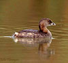 Pied-billed Grebe