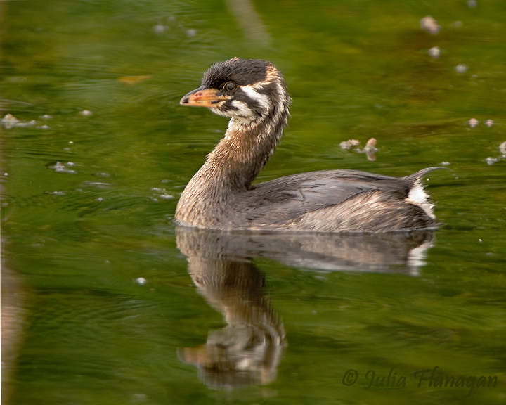 Juvenile showing some of it's juvenile plumage around the neck and head