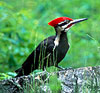 Pileated Woodpecker