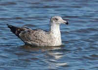 Ring-billed Gull, First Winter