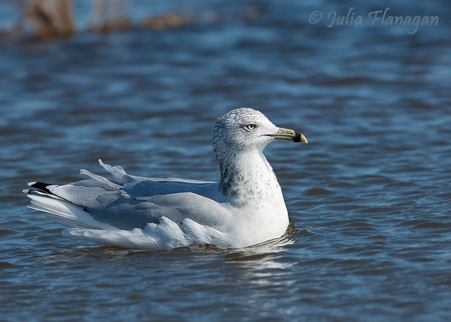 Adult nonbreeding Ring-billed Gull