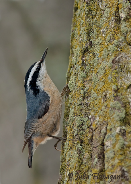 Red-breasted Nuthatch