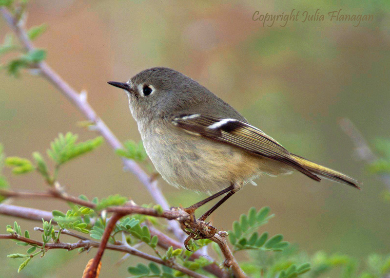 Ruby-crowned Kinglet