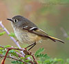 Ruby-crowned Kinglet