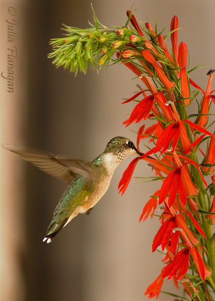 Cardinal Flower