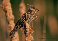 Female Red-winged Blackbird