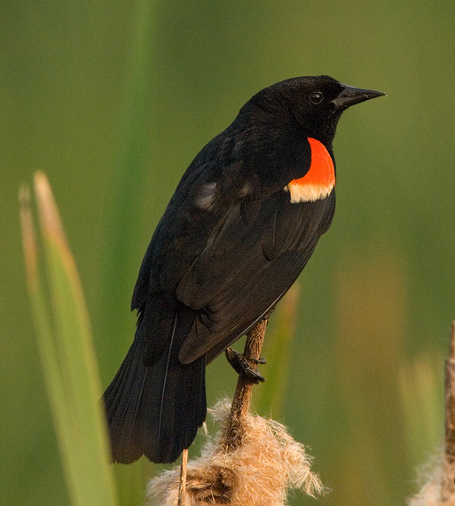 Male Red-winged Blackbird