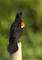 Male Red-winged Blackbird