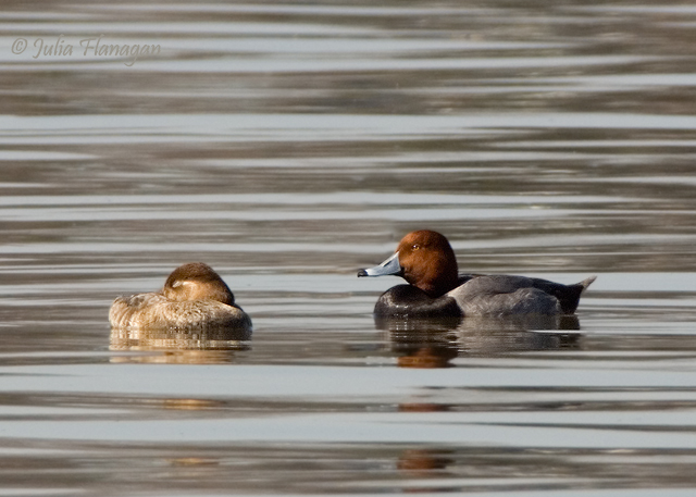 Redheads