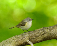 American Redstart (female)
