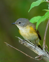 American Redstart (female)