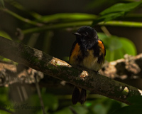 American Redstart (male)