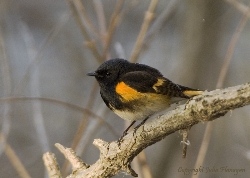 Redstart
