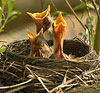 Hungry Robin Chicks