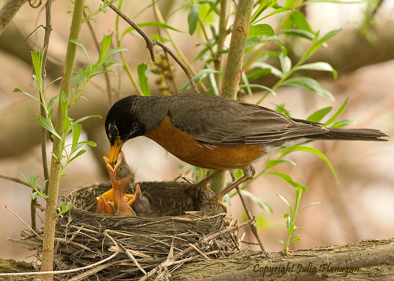 American Robin