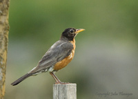 American Robin