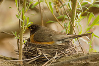 American Robin