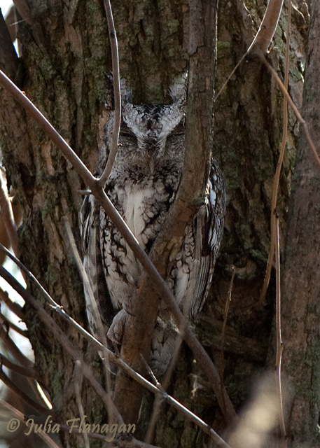 Eastern Screech-Owl