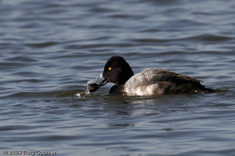 Lesser Scaup