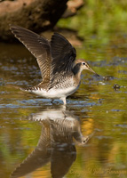 Solitary Sandpiper